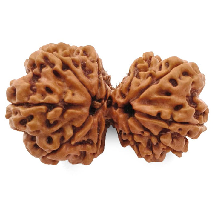 (37.80mm) Gauri Shankar Rudraksha Super Collector Bead | Shiva Parvati Nepal Bead | Original Energised 100% Natural Bead