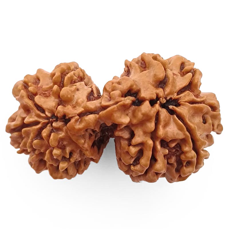 (37.80mm) Gauri Shankar Rudraksha Super Collector Bead | Shiva Parvati Nepal Bead | Original Energised 100% Natural Bead
