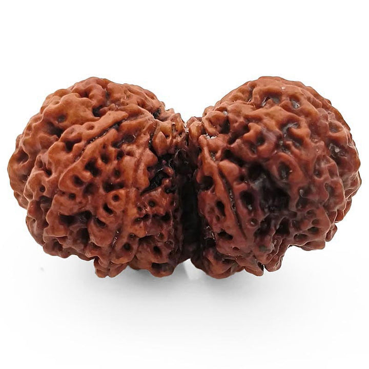 (38.00mm) Gauri Shankar Rudraksha Super Collector Bead | Shiva Parvati Nepal Bead | Original Energised 100% Natural Bead