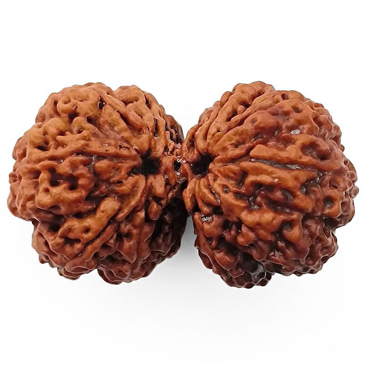 (38.00mm) Gauri Shankar Rudraksha Super Collector Bead | Shiva Parvati Nepal Bead | Original Energised 100% Natural Bead