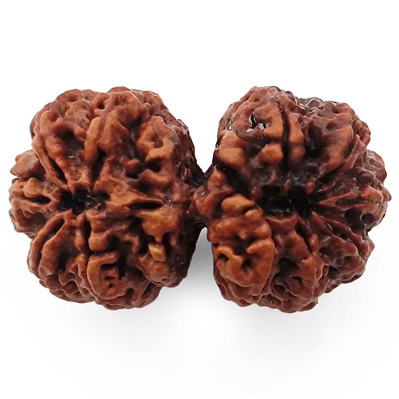 (38.00mm) Gauri Shankar Rudraksha Super Collector Bead | Shiva Parvati Nepal Bead | Original Energised 100% Natural Bead