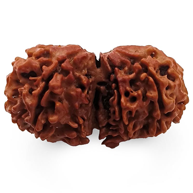 (39.50mm) Gauri Shankar Rudraksha Super Collector Bead | Shiva Parvati Nepal Bead | Original Energised 100% Natural Bead
