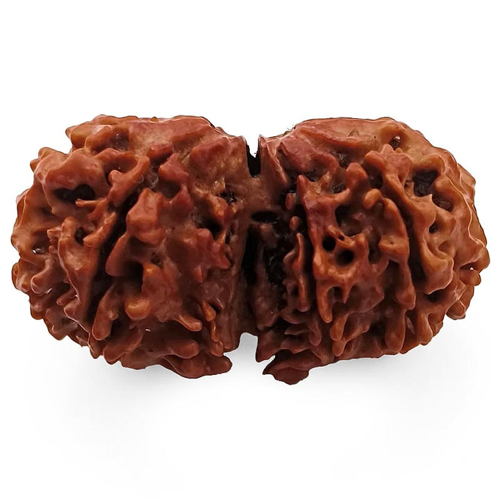 (39.50mm) Gauri Shankar Rudraksha Super Collector Bead | Shiva Parvati Nepal Bead | Original Energised 100% Natural Bead