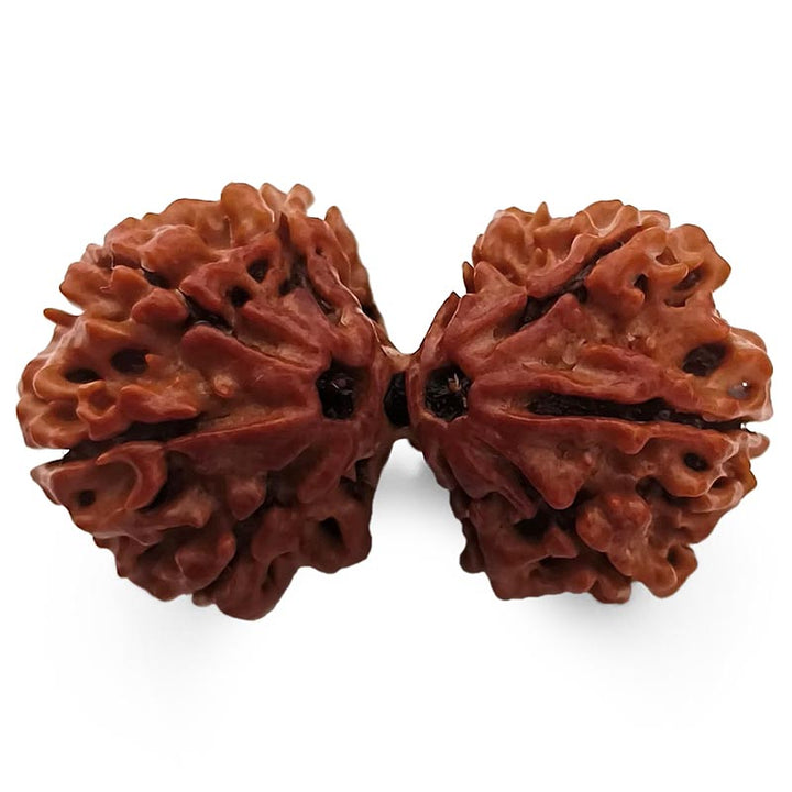 (39.50mm) Gauri Shankar Rudraksha Super Collector Bead | Shiva Parvati Nepal Bead | Original Energised 100% Natural Bead