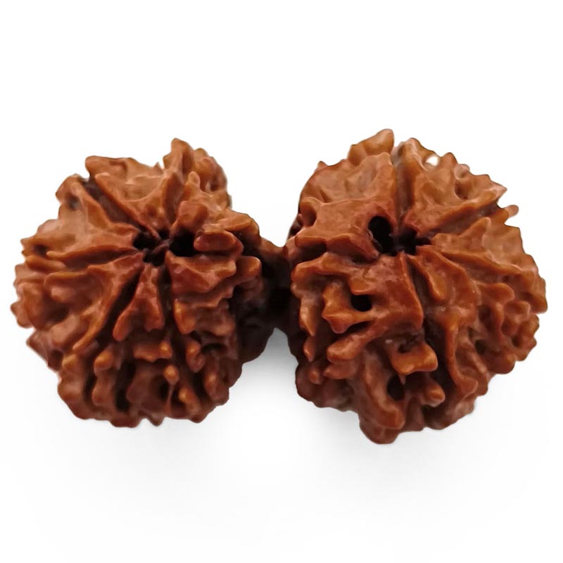 (39.50mm) Gauri Shankar Rudraksha Super Collector Bead | Shiva Parvati Nepal Bead | Original Energised 100% Natural Bead