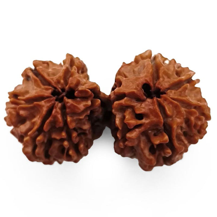 (39.50mm) Gauri Shankar Rudraksha Super Collector Bead | Shiva Parvati Nepal Bead | Original Energised 100% Natural Bead
