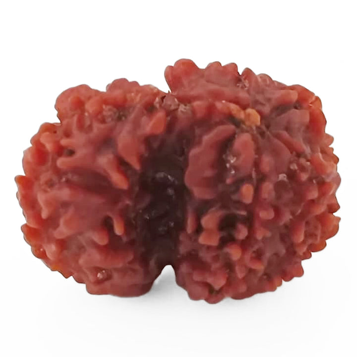 Ek Mukhi Savar Rudraksha Bead From Nepal | Original Natural and Energised One Mukhi Savar Naag Rudraksha Bead