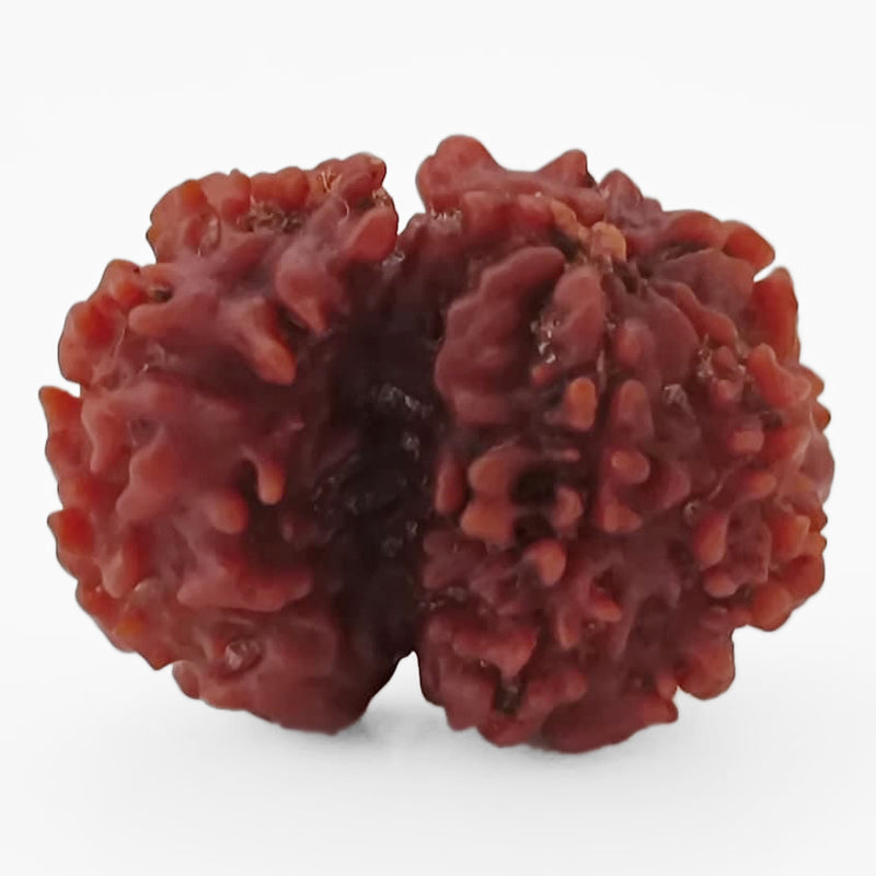 Ek Mukhi Savar Rudraksha Bead From Nepal | Original Natural and Energised One Mukhi Savar Naag Rudraksha Bead