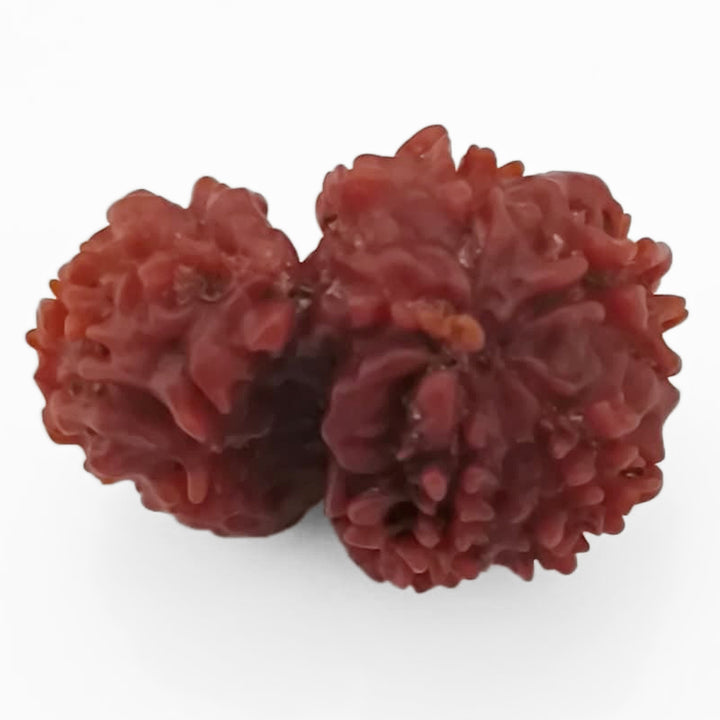 Ek Mukhi Savar Rudraksha Bead From Nepal | Original Natural and Energised One Mukhi Savar Naag Rudraksha Bead