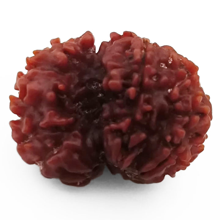 Ek Mukhi Savar Rudraksha Bead From Nepal | Original Natural and Energised One Mukhi Savar Naag Rudraksha Bead