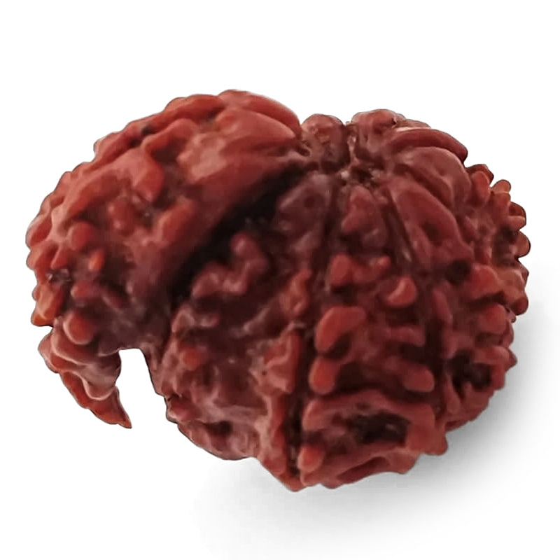 Ek Mukhi Savar Rudraksha Bead From Nepal | Original Natural and Energised One Mukhi Savar Naag Rudraksha Bead