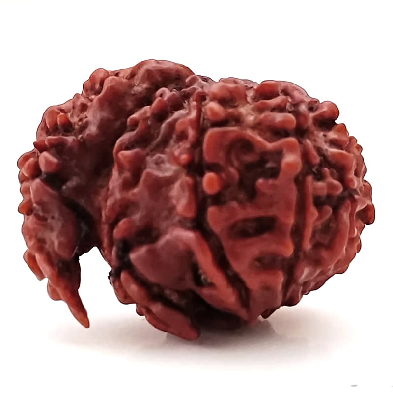 Ek Mukhi Savar Rudraksha Bead From Nepal | Original Natural and Energised One Mukhi Savar Naag Rudraksha Bead