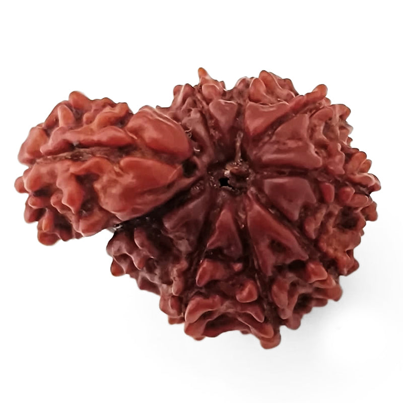 Ek Mukhi Savar Rudraksha Bead From Nepal | Original Natural and Energised One Mukhi Savar Naag Rudraksha Bead