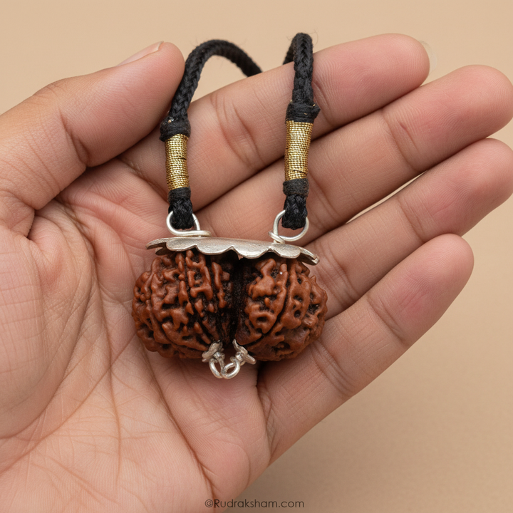 Gauri Shankar Rudraksha (Nepal) – Harmony, Unity & Fertility