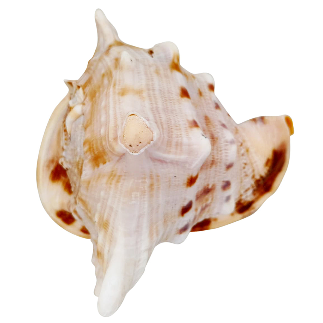 Gaumukhi Shankh - Gaumukhi Conch Shell, Blowing Gaumukhi Shell, Cow Face Gomukhi Conch Shell, Natural And Exclusive Gaumukhi Shell