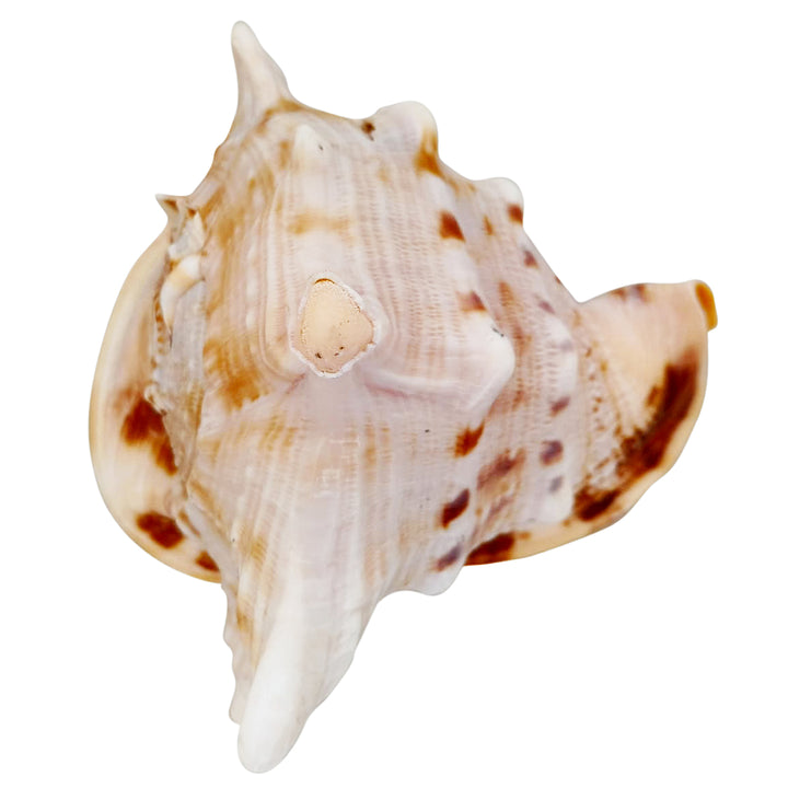 Gaumukhi Shankh - Gaumukhi Conch Shell, Blowing Gaumukhi Shell, Cow Face Gomukhi Conch Shell, Natural And Exclusive Gaumukhi Shell