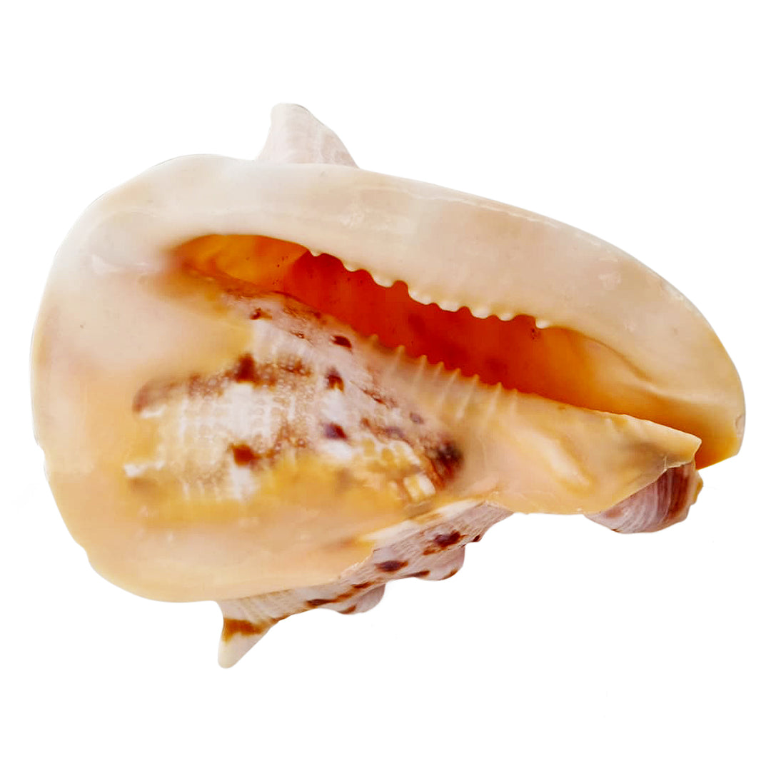 Gaumukhi Shankh - Gaumukhi Conch Shell, Blowing Gaumukhi Shell, Cow Face Gomukhi Conch Shell, Natural And Exclusive Gaumukhi Shell