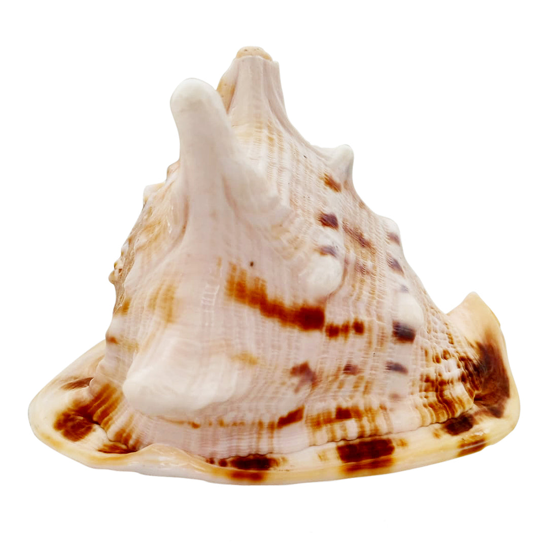 Gaumukhi Shankh - Gaumukhi Conch Shell, Blowing Gaumukhi Shell, Cow Face Gomukhi Conch Shell, Natural And Exclusive Gaumukhi Shell