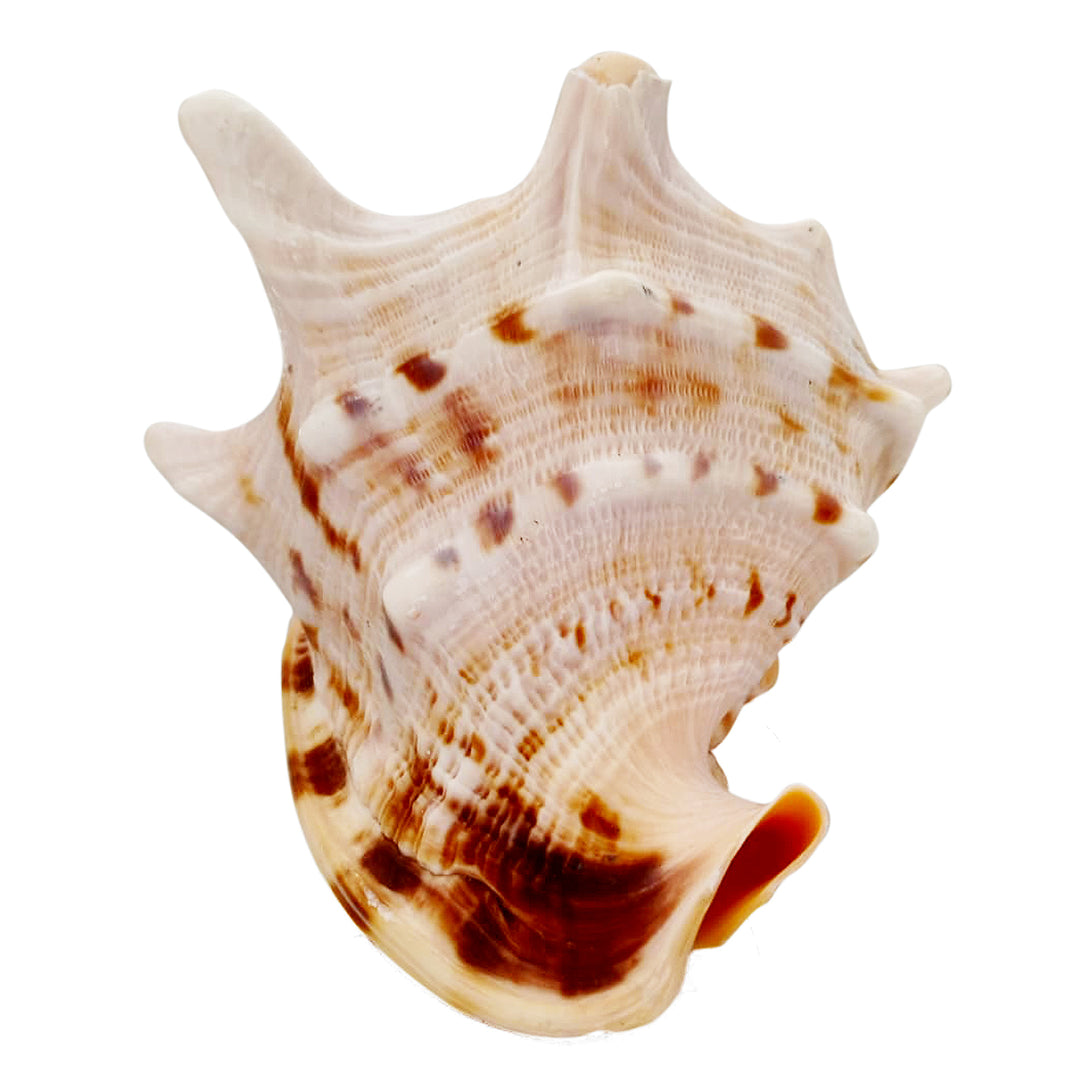 Gaumukhi Shankh - Gaumukhi Conch Shell, Blowing Gaumukhi Shell, Cow Face Gomukhi Conch Shell, Natural And Exclusive Gaumukhi Shell