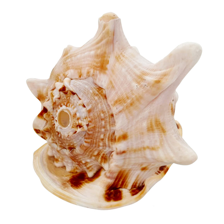 Gaumukhi Shankh - Gaumukhi Conch Shell, Blowing Gaumukhi Shell, Cow Face Gomukhi Conch Shell, Natural And Exclusive Gaumukhi Shell