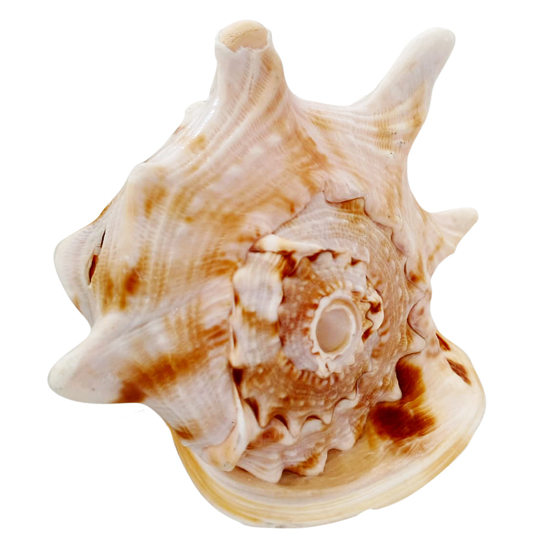 Gaumukhi Shankh - Gaumukhi Conch Shell, Blowing Gaumukhi Shell, Cow Face Gomukhi Conch Shell, Natural And Exclusive Gaumukhi Shell