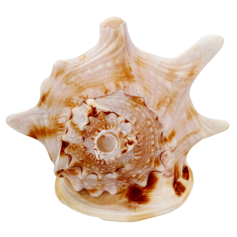 Gaumukhi Shankh - Gaumukhi Conch Shell, Blowing Gaumukhi Shell, Cow Face Gomukhi Conch Shell, Natural And Exclusive Gaumukhi Shell