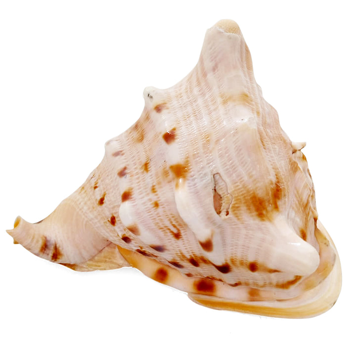 Gaumukhi Shankh - Gaumukhi Conch Shell, Blowing Gaumukhi Shell, Cow Face Gomukhi Conch Shell, Natural And Exclusive Gaumukhi Shell
