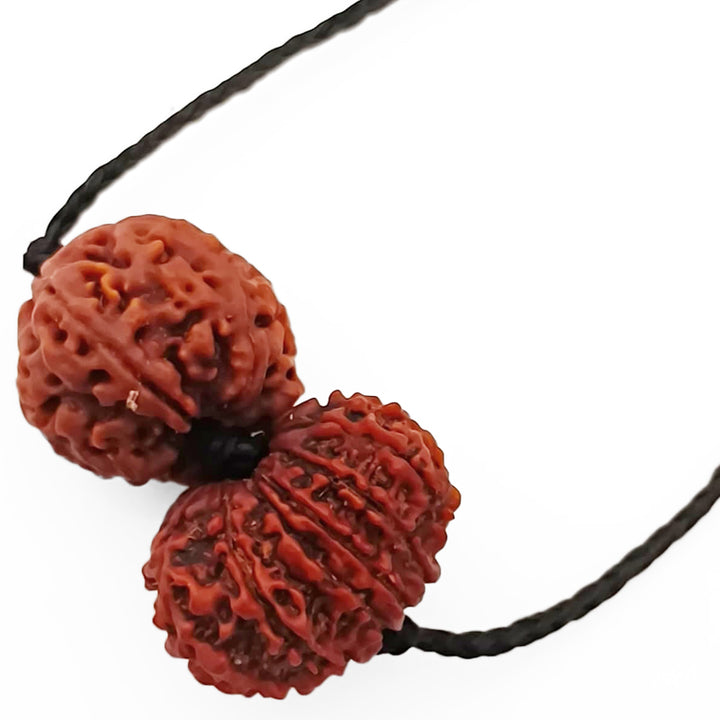 Sagittarius (Dhanu) Spiritual & Material Growth Bundle - 5 & 12 Mukhi Rudraksha