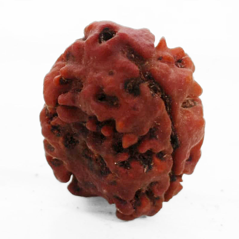 (24.20mm) 2 Mukhi Rudraksha Bead Two Mukhi Rudraksha from Nepal - Super Collector Rudraksha bead