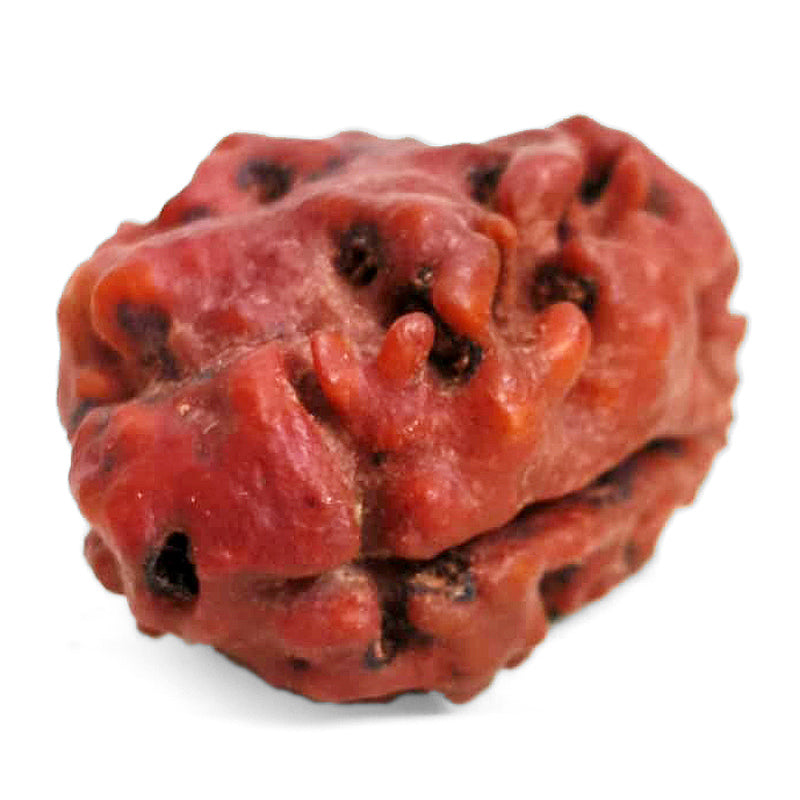 (24.20mm) 2 Mukhi Rudraksha Bead Two Mukhi Rudraksha from Nepal - Super Collector Rudraksha bead