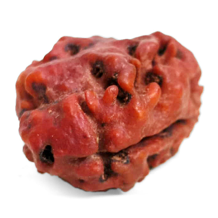 (24.20mm) 2 Mukhi Rudraksha Bead Two Mukhi Rudraksha from Nepal - Super Collector Rudraksha bead