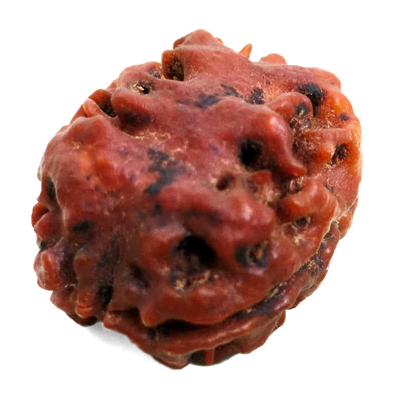 (24.20mm) 2 Mukhi Rudraksha Bead Two Mukhi Rudraksha from Nepal - Super Collector Rudraksha bead