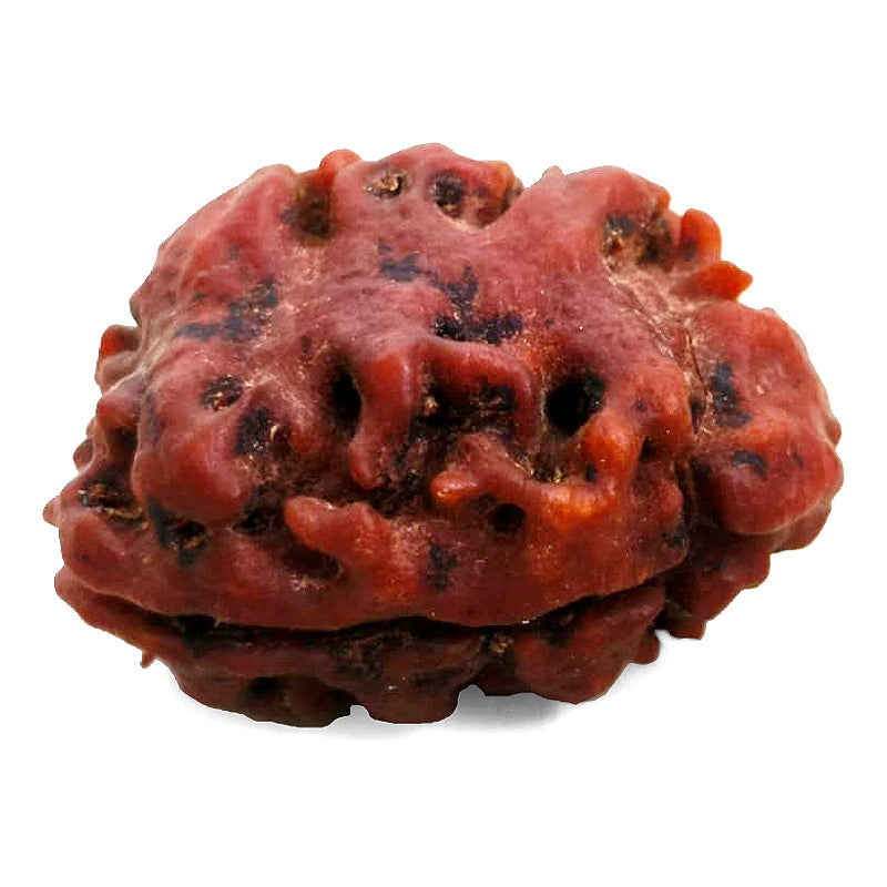 (24.20mm) 2 Mukhi Rudraksha Bead Two Mukhi Rudraksha from Nepal - Super Collector Rudraksha bead