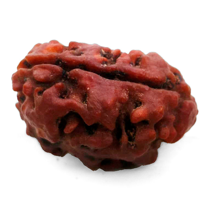 (24.20mm) 2 Mukhi Rudraksha Bead Two Mukhi Rudraksha from Nepal - Super Collector Rudraksha bead