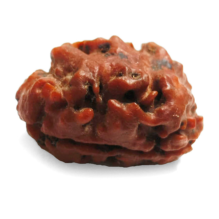 (24.20mm) 2 Mukhi Rudraksha Bead Two Mukhi Rudraksha from Nepal - Super Collector Rudraksha bead