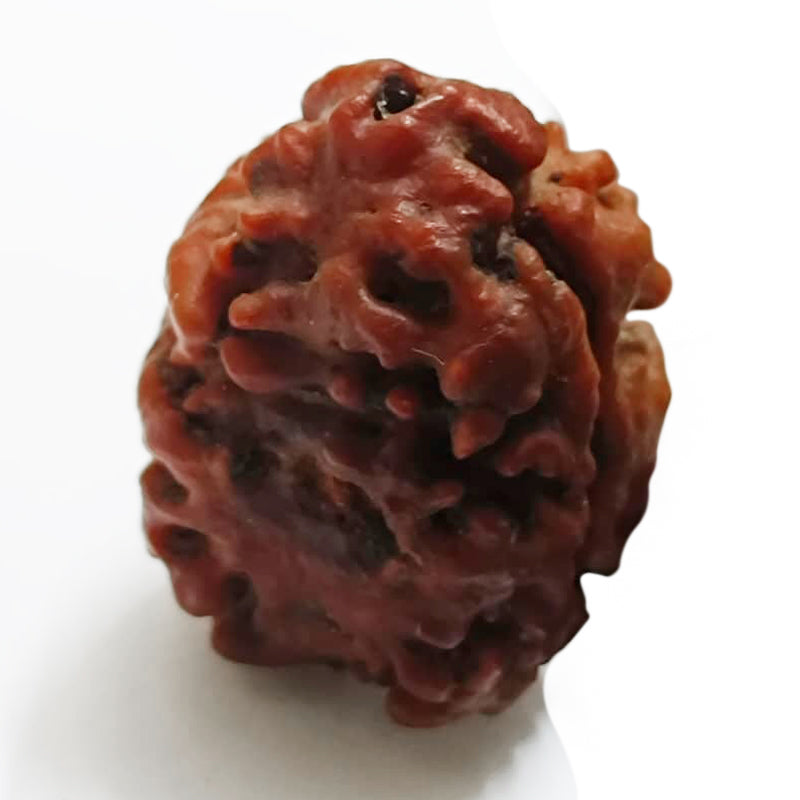 (24.20mm) 2 Mukhi Rudraksha Bead Two Mukhi Rudraksha from Nepal - Super Collector Rudraksha bead