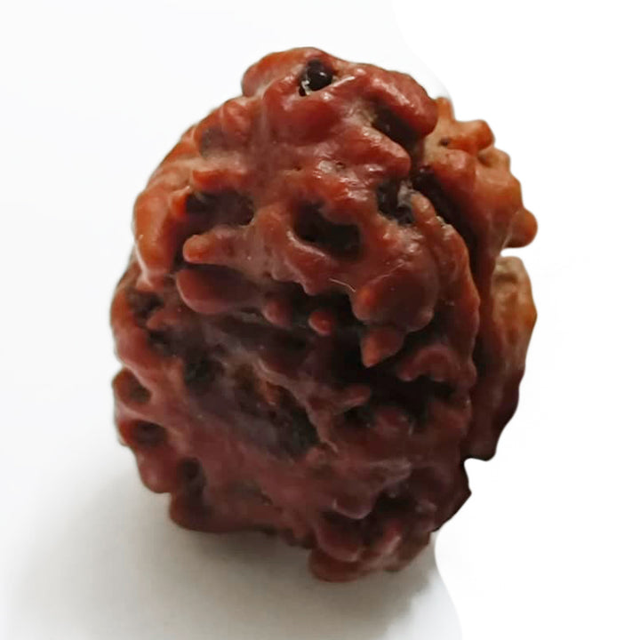 (24.20mm) 2 Mukhi Rudraksha Bead Two Mukhi Rudraksha from Nepal - Super Collector Rudraksha bead