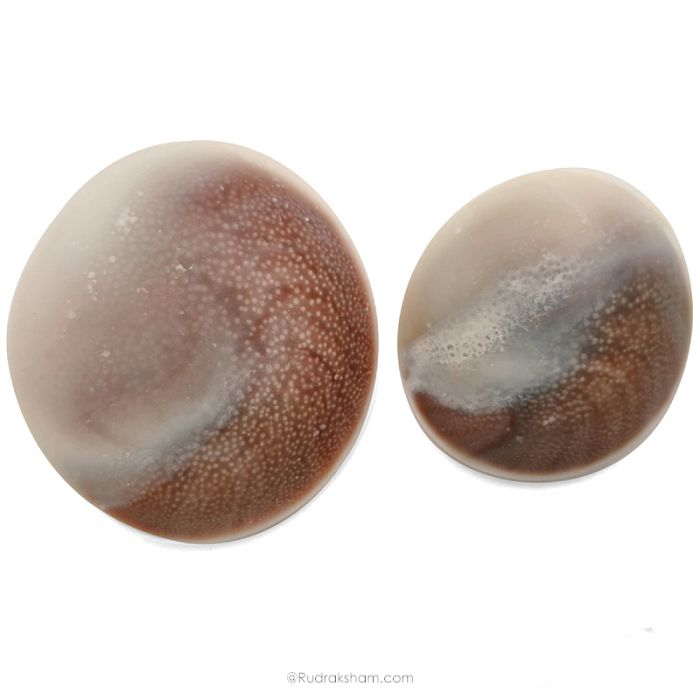 Pair of 2 Gomati Chakra Shells from Gomti River, Natural and Original Gomati Chakra for Vastu and Pooja, Pack of 2 Large pieces