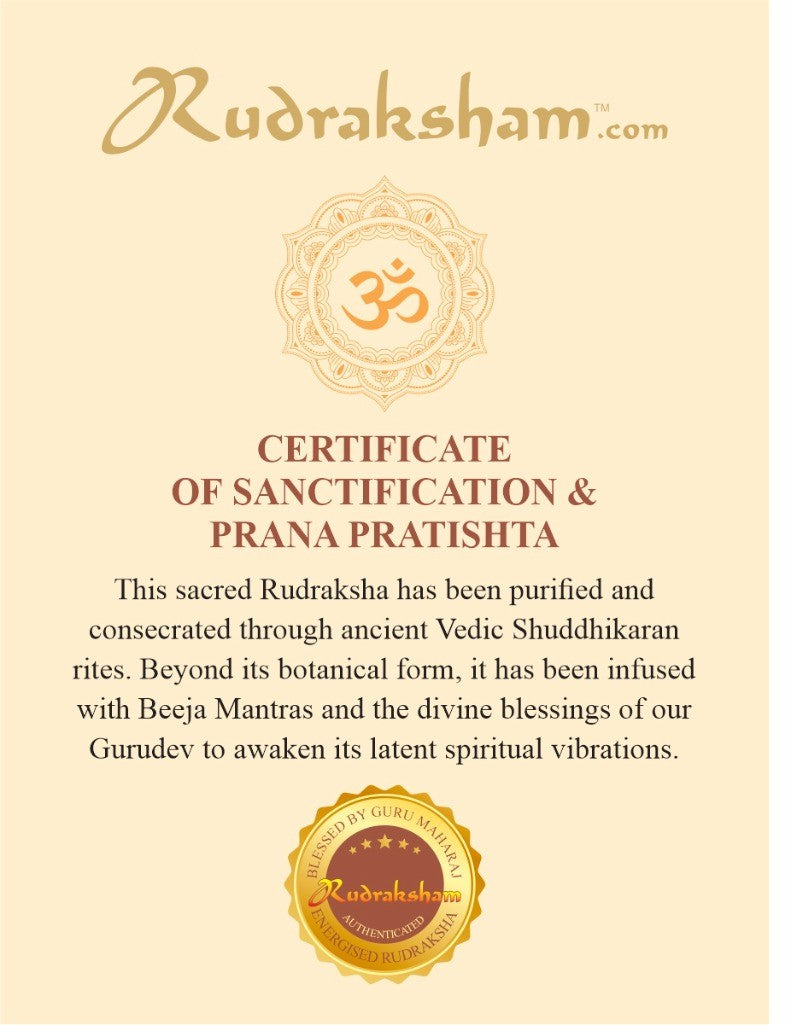 Original 8 Mukhi Rudraksha from Nepal - Energised, Best Price Online