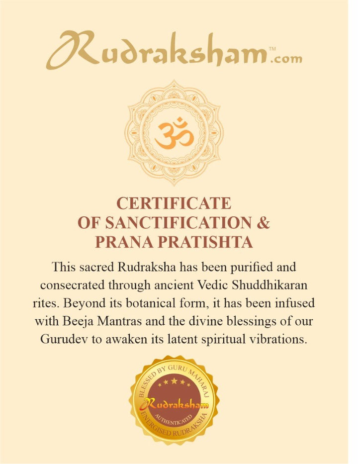 Original 8 Mukhi Rudraksha from Nepal - Energised, Best Price Online