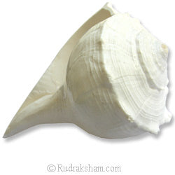 Right Hand Conch Shell - 4.5 Inches