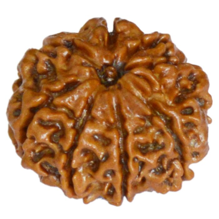 8 Mukhi Rudraksha Bead original Energised Eight Mukhi - Eight Faced Rudraksha from Nepal Best Price Online Aath Mukhi