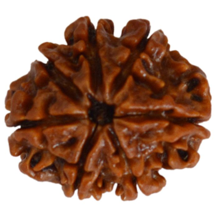 7 Mukhi Rudraksha Bead | Buy Online Nepal bead Seven faced original energised Rudraksha Bead | Saat Mukhi