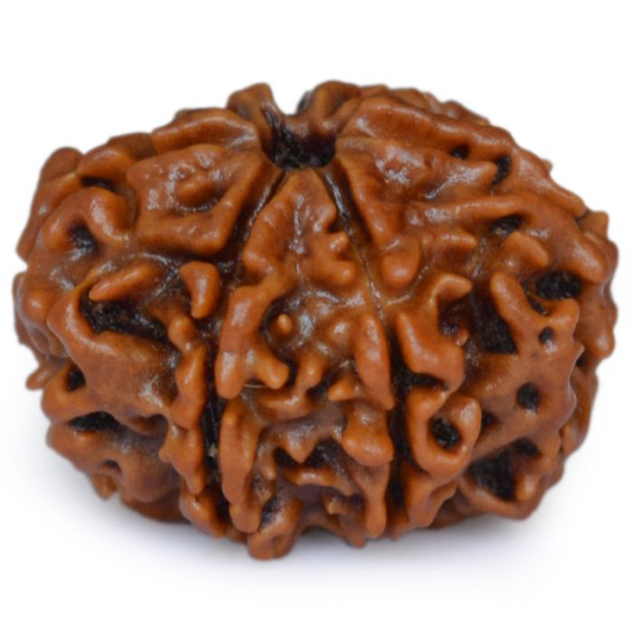 7 Mukhi Rudraksha Bead | Buy Online Nepal bead Seven faced original energised Rudraksha Bead | Saat Mukhi