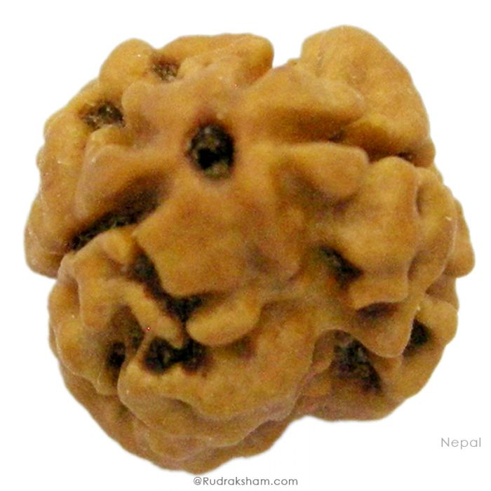 2 Mukhi Rudraksha Bead |Two faced Rudraksha Bead Online Do Mukhi Indian / Nepal Bead Natural and Pure .