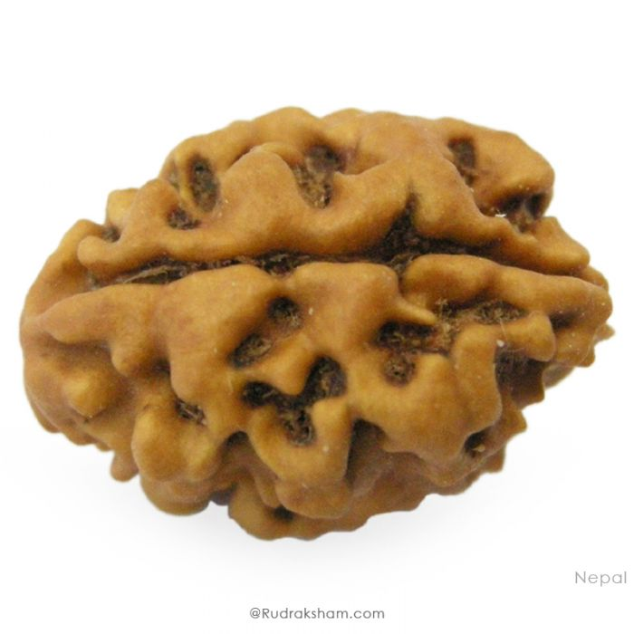 2 Mukhi Rudraksha Bead |Two faced Rudraksha Bead Online Do Mukhi Indian / Nepal Bead Natural and Pure .