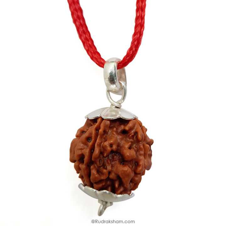 4 Mukhi Rudraksha Bead | 4 Faced Rudraksha From Nepal Buy Original & Genuine Beads Char Mukhi
