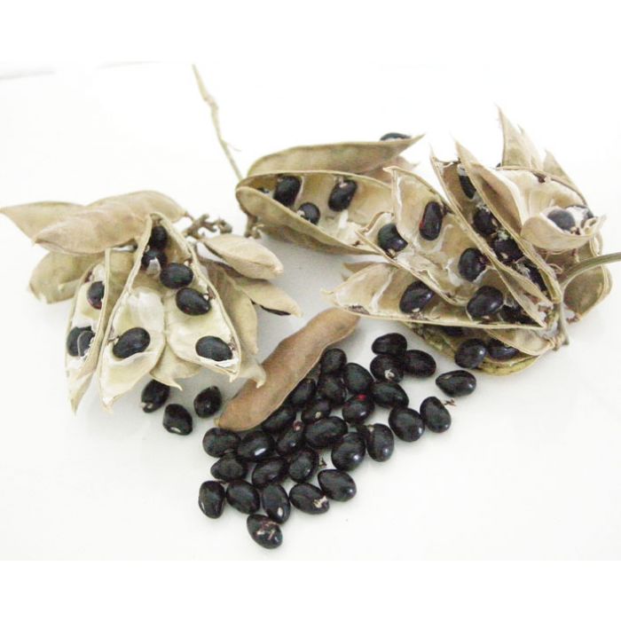 Black Chirmi Beads in Copper Box Engraved With Silver Polish, Black Gunja Seeds, Kaali Gunja Beads 21 beads in box, To remove Black Magic & Evil, Bring Good Luck and Wealth