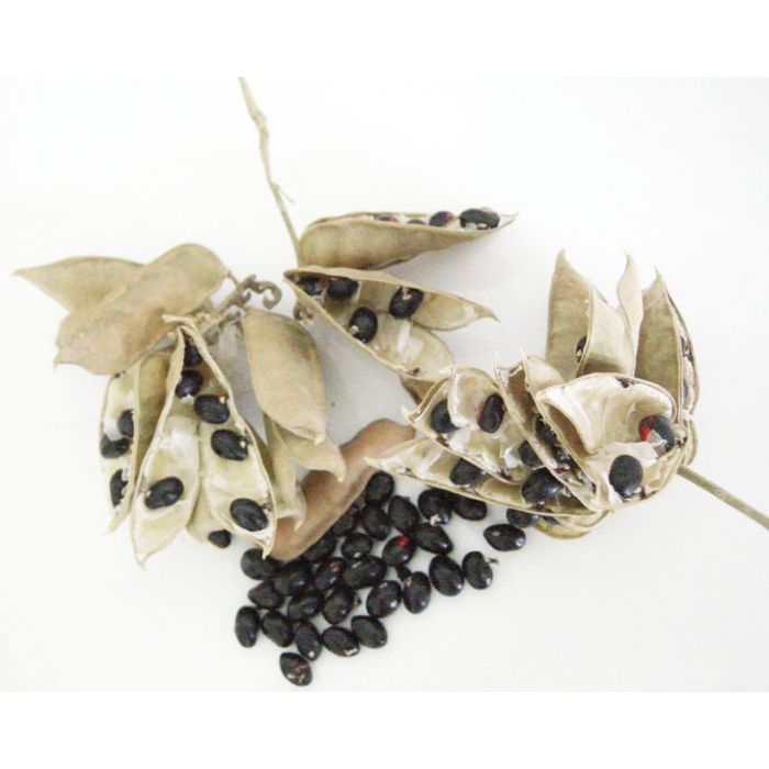 Black Chirmi Beads / Kaali Gunja Seed Beads, Black Gunja 51 Beads Set, To remove Black Magic & Evil, Bring Good Luck and Wealth