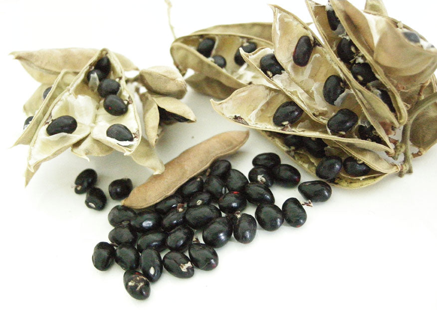   Gunja Mala to remove Black magic and evil